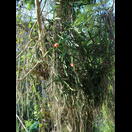 Drachenfrüchte an einer nicht (mehr) gepflegten Pflanze